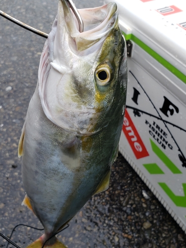 ワカシの釣果