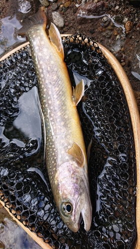 イワナの釣果