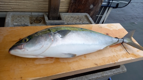 ブリの釣果