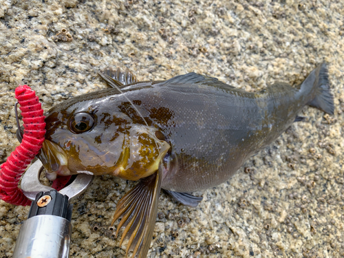 アイナメの釣果