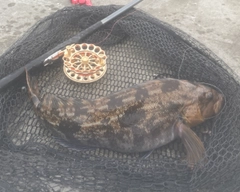 アブラコの釣果