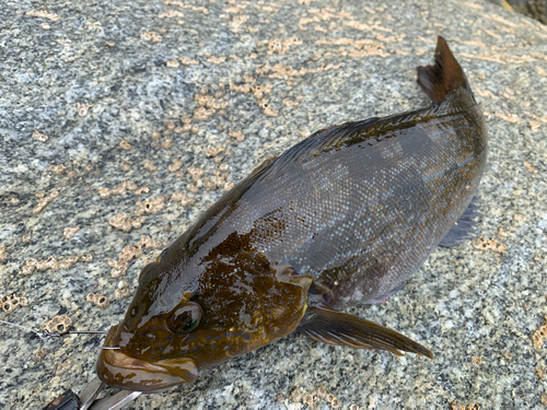 アイナメの釣果