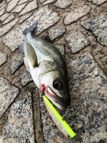 スズキの釣果