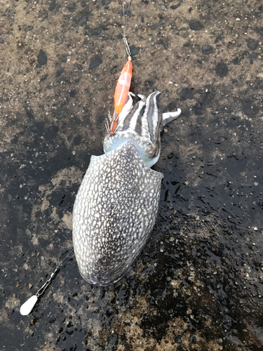 シリヤケイカの釣果