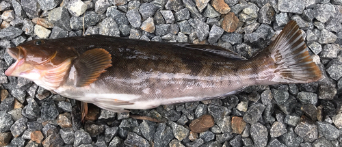 アイナメの釣果