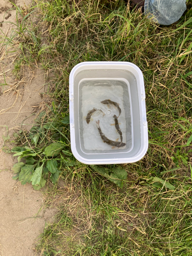 ウグイの釣果