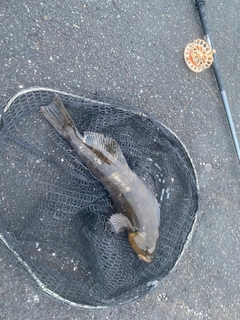 アブラコの釣果