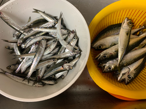 サバの釣果