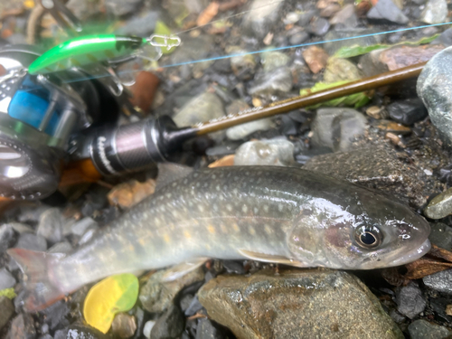 イワナの釣果