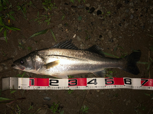 スズキの釣果