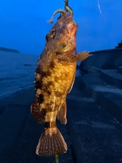 カサゴの釣果