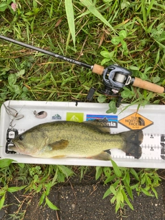 ラージマウスバスの釣果