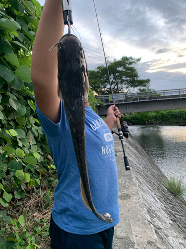 ナマズの釣果