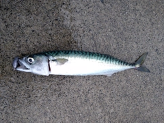 サバの釣果