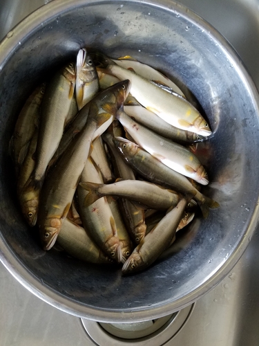 アユの釣果