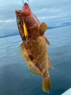 キジハタの釣果