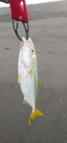 ワカシの釣果