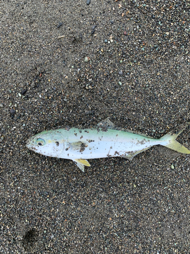 ワカシの釣果