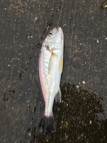 イシモチの釣果