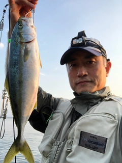 ハマチの釣果