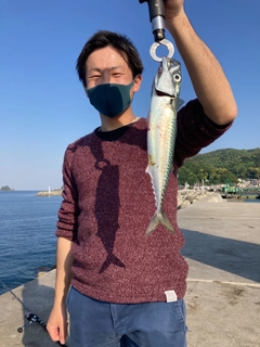 サバの釣果