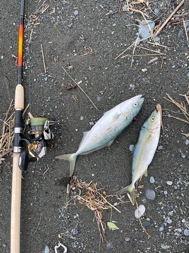 ワカシの釣果