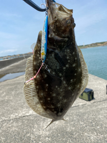 ヒラメの釣果