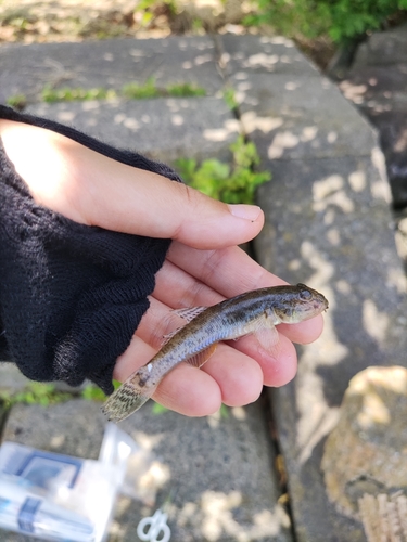 マハゼの釣果