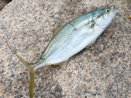 ツバスの釣果