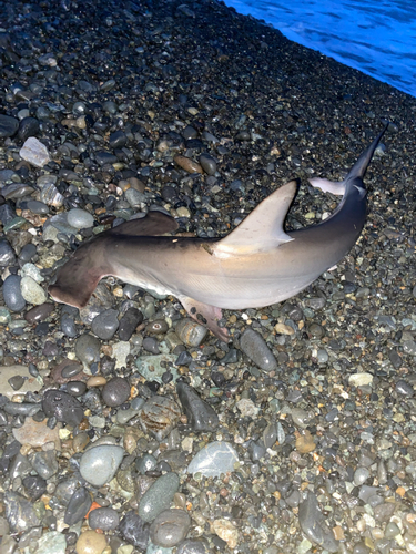 シュモクザメの釣果