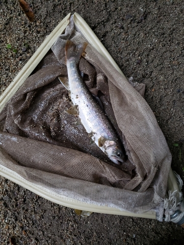 イワナの釣果