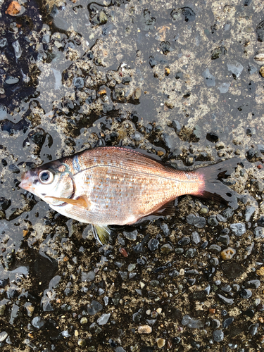 ウミタナゴの釣果