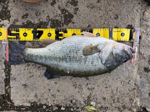 ブラックバスの釣果