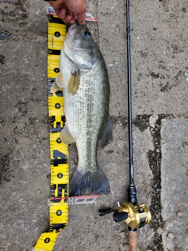 ブラックバスの釣果