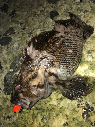 オウゴンムラソイの釣果