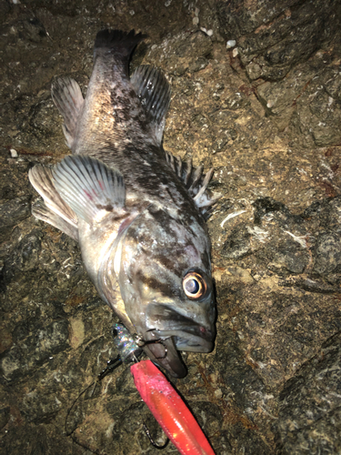 クロソイの釣果