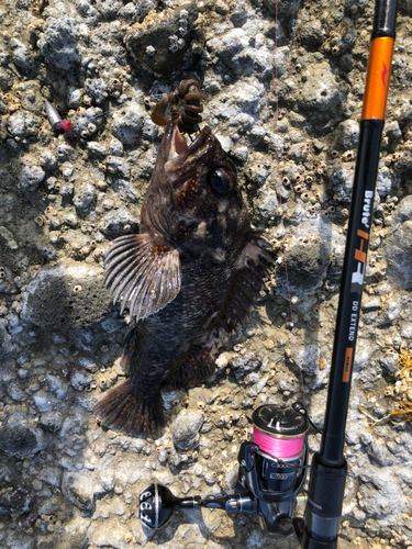 オウゴンムラソイの釣果