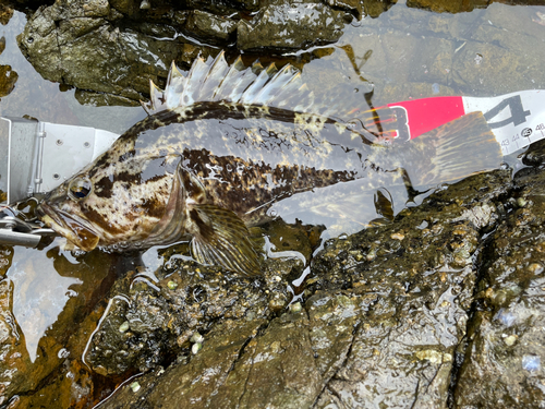 ベッコウゾイの釣果