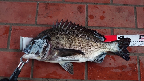 クロダイの釣果