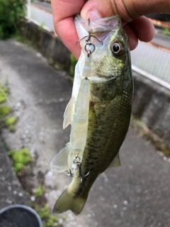 ブラックバスの釣果