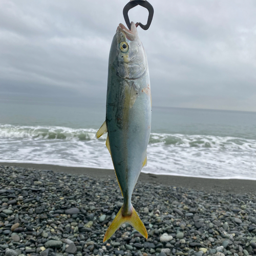 ワカシの釣果