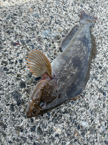 アブラコの釣果