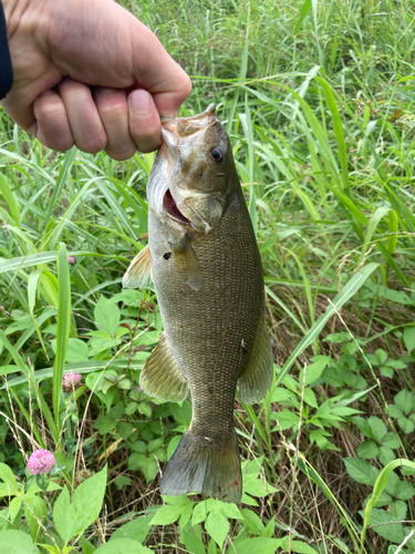 スモールマウスバスの釣果