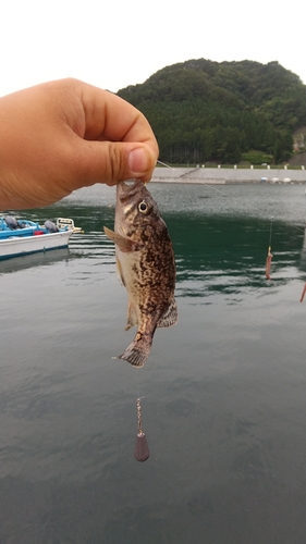 クロソイの釣果