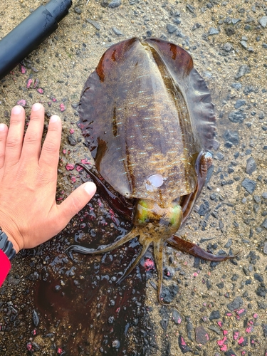 アオリイカの釣果