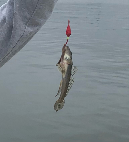 マハゼの釣果