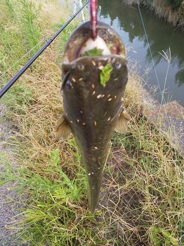 ナマズの釣果