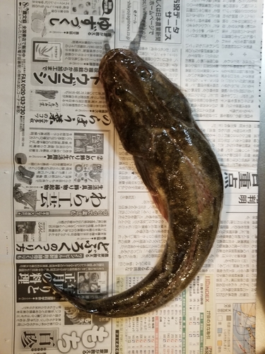 マゴチの釣果