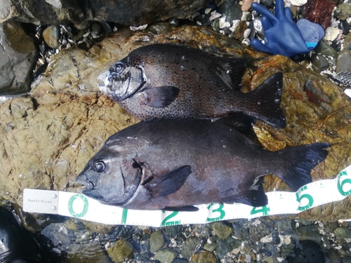 イシダイの釣果