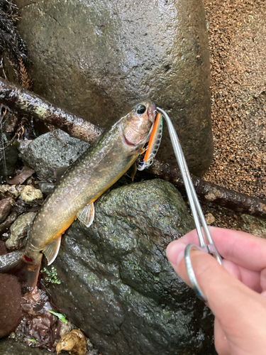 イワナの釣果